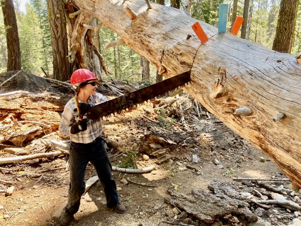 Woman wearing protective gear using a cross cut saw to saw through a large log.