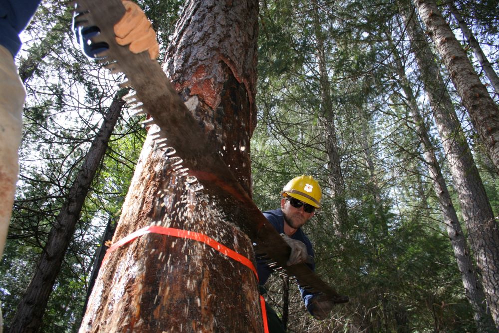 A man wearing protective gear is sawing a log using a crosscut saw