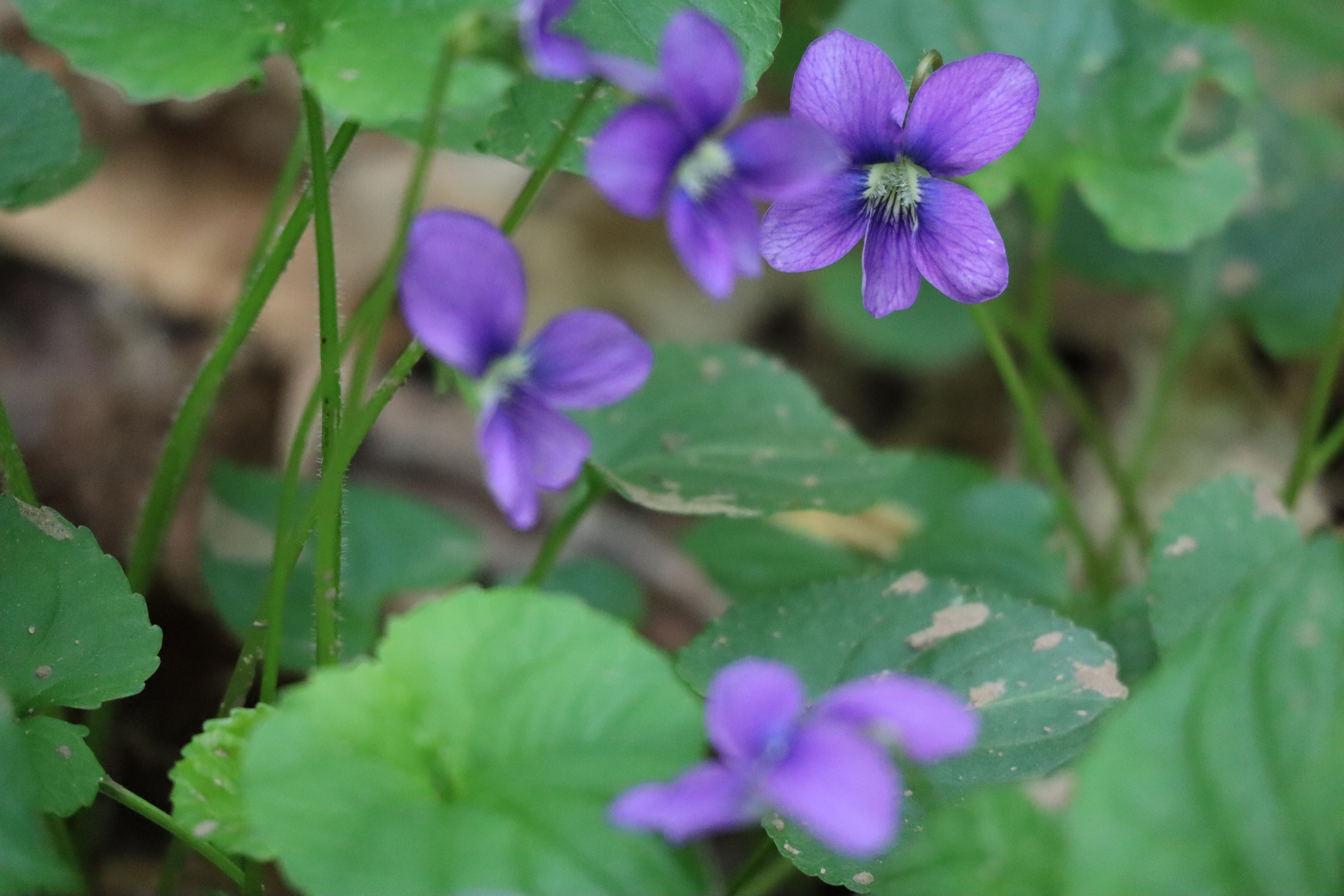 A purple flower surround by green leafs.