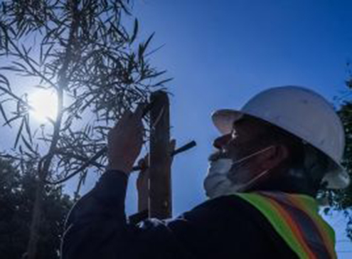 A person in a hard hat is tying a tree to a stake with the sun shining through leaves