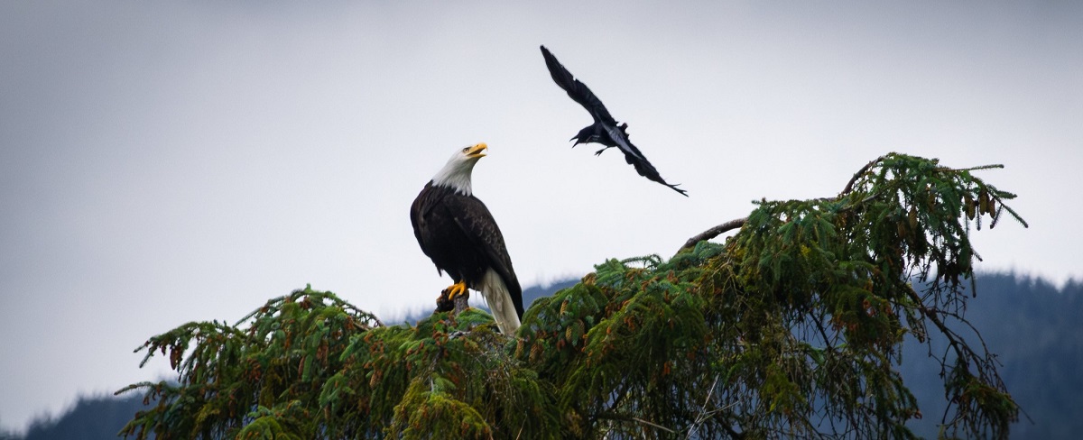 An eagle on a tree top looks threateningly at a crow swooping down on it.