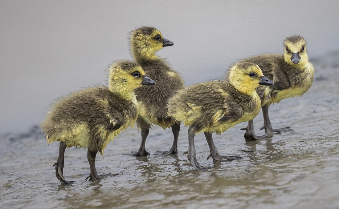 Four Dusky Canada goslings on the muddy banks of the Copper River Delta.