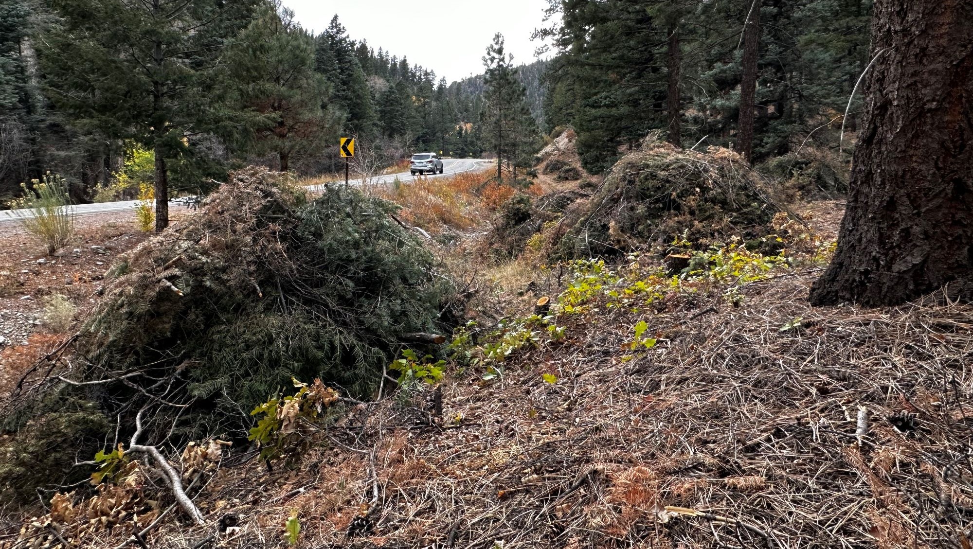 Piles of woody debris along a two-land highway in a forest.
