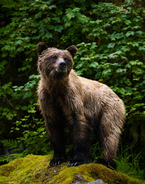 A brown bear standing on a rock lifts it's nose slightly up to check something out.