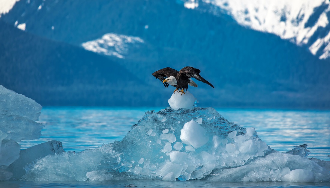 A bald eagle perched on an iceberg in the Stikine LeConte Wilderness.