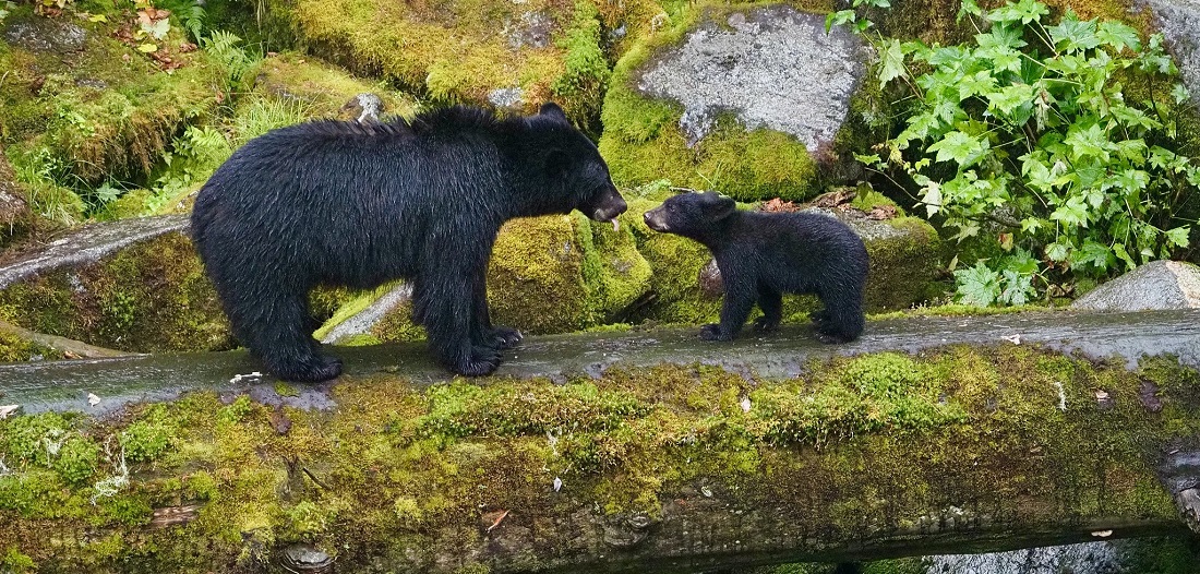 A black bear sow and cub almost touching noses, facing each each other on a log above Anan Creek.