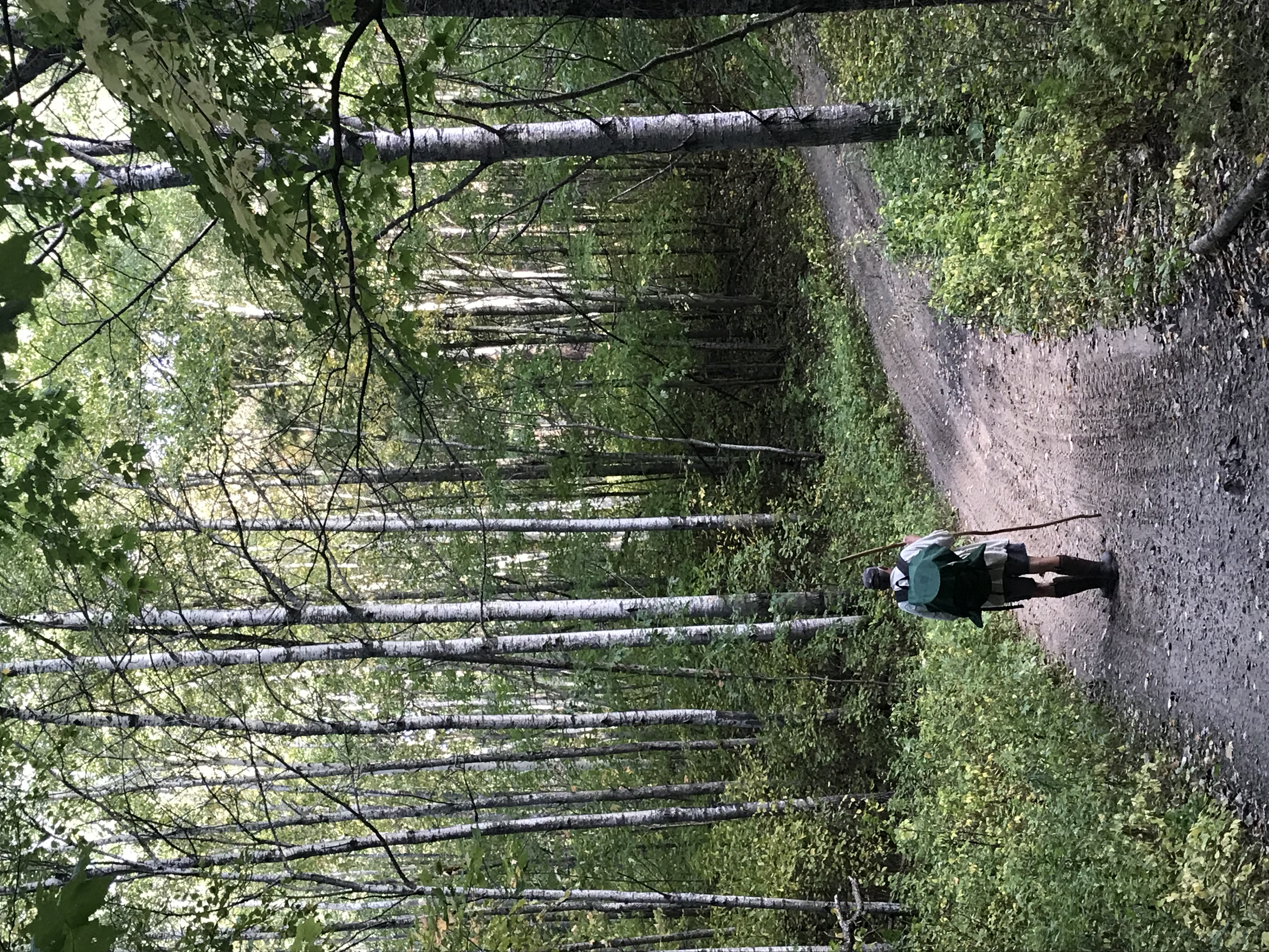 A hiker on a forest road.