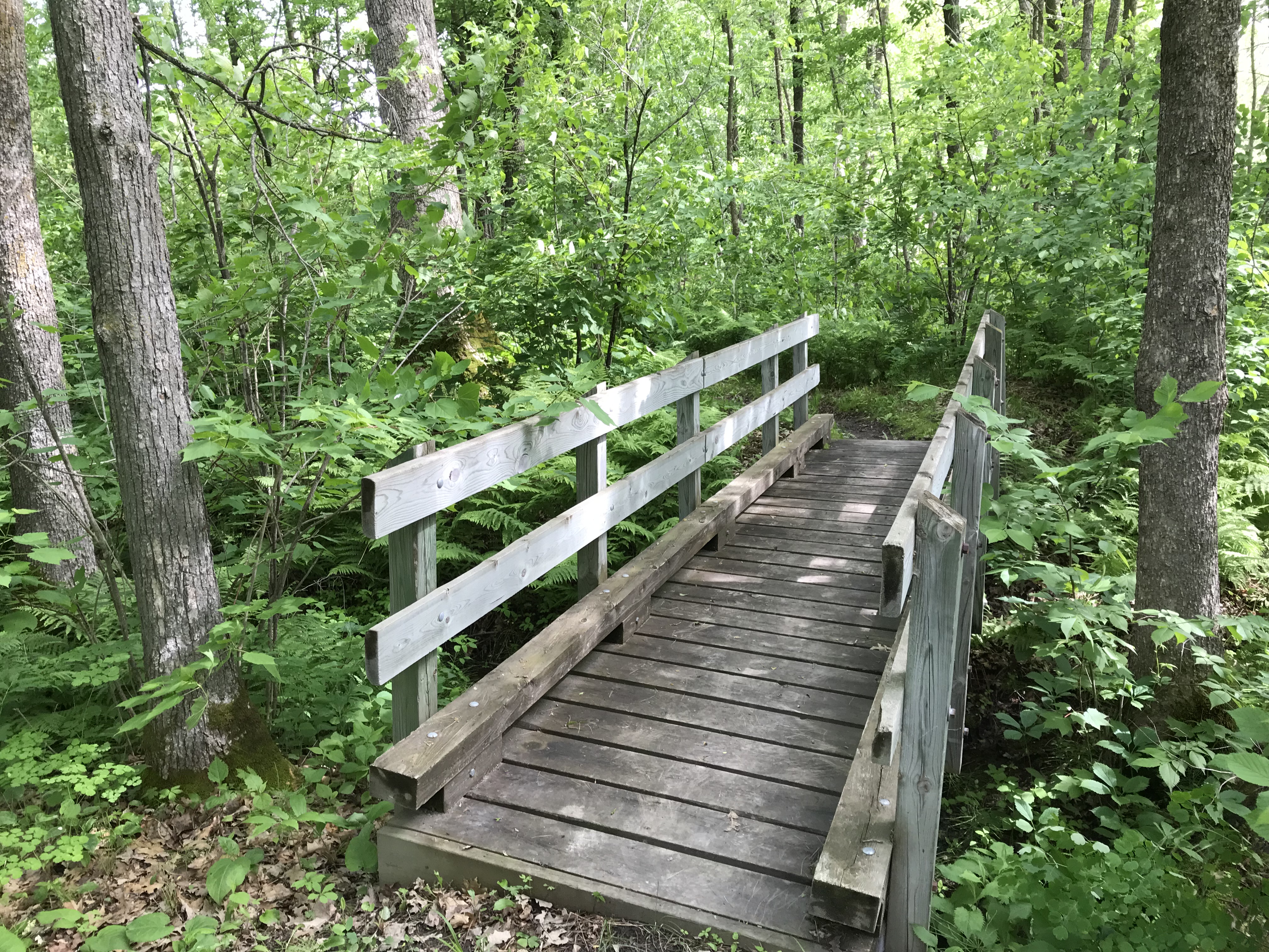 A bridge over a creek in a forest.