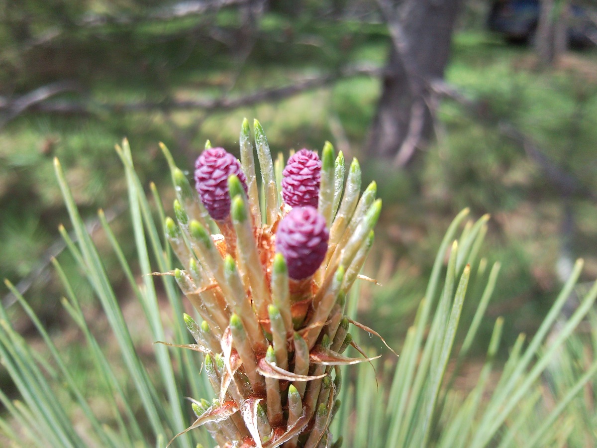 Inflorescences of red pine