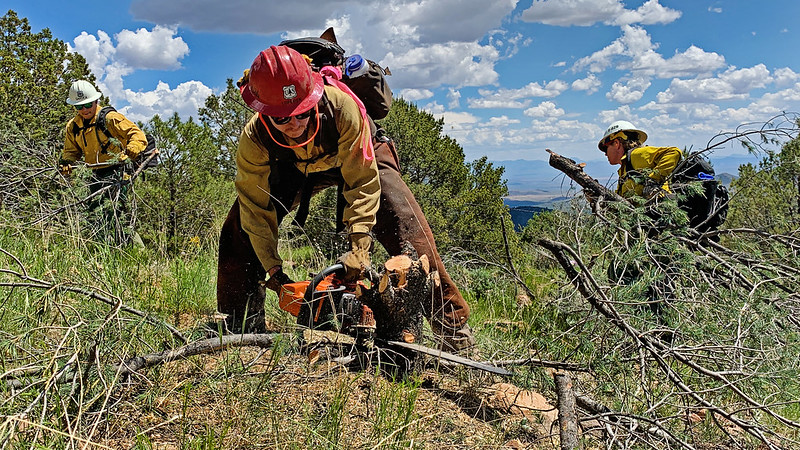 three Forest Service employees use chainsaws to conduct hand thinning