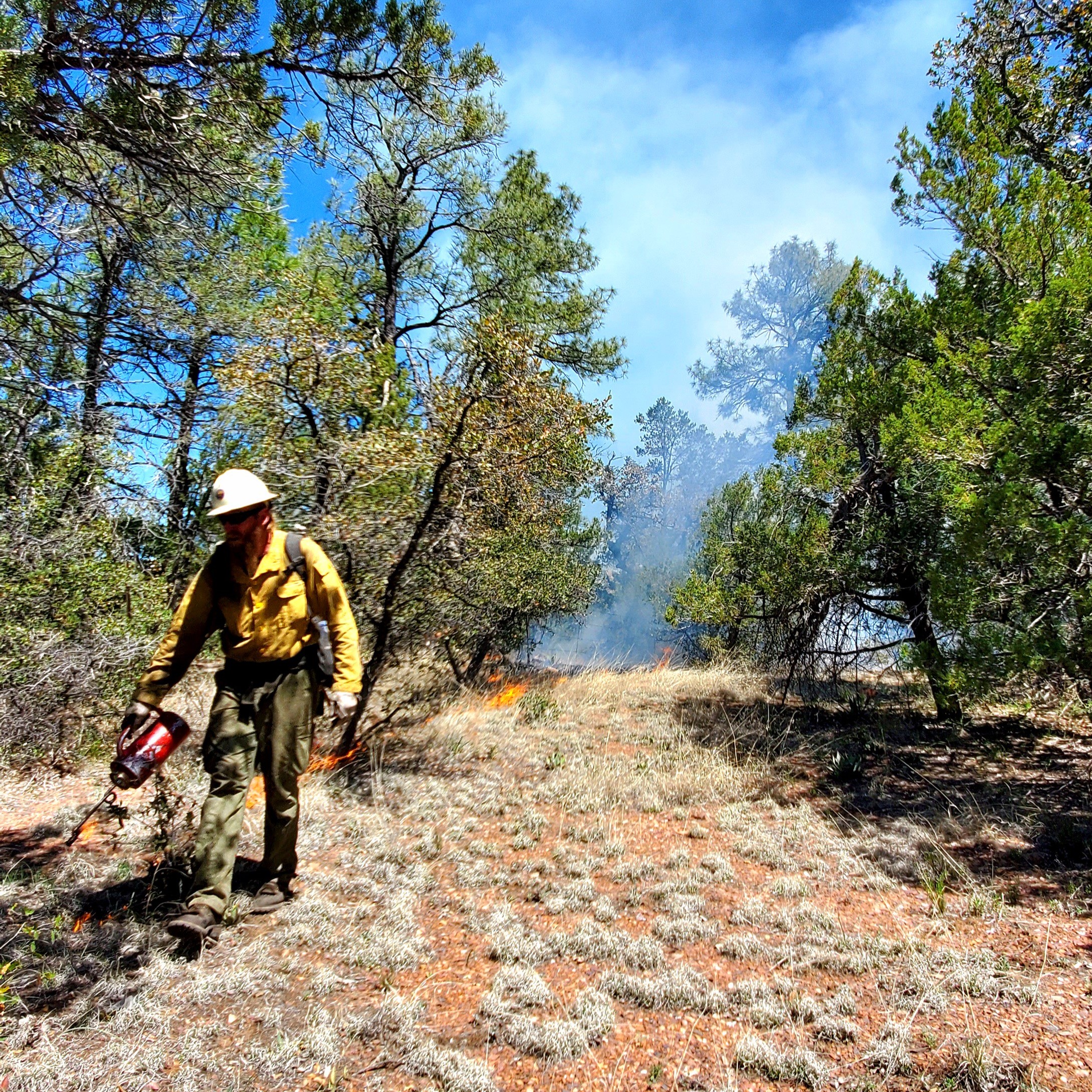 firefighter with torch ignites brush as a part of a prescribed burn
