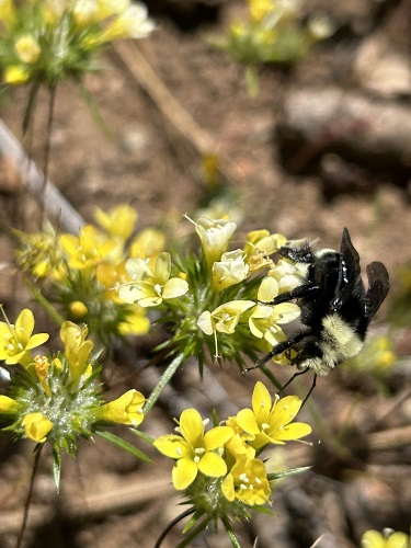 A black and yellow bee sits on a small, yellow flower.
