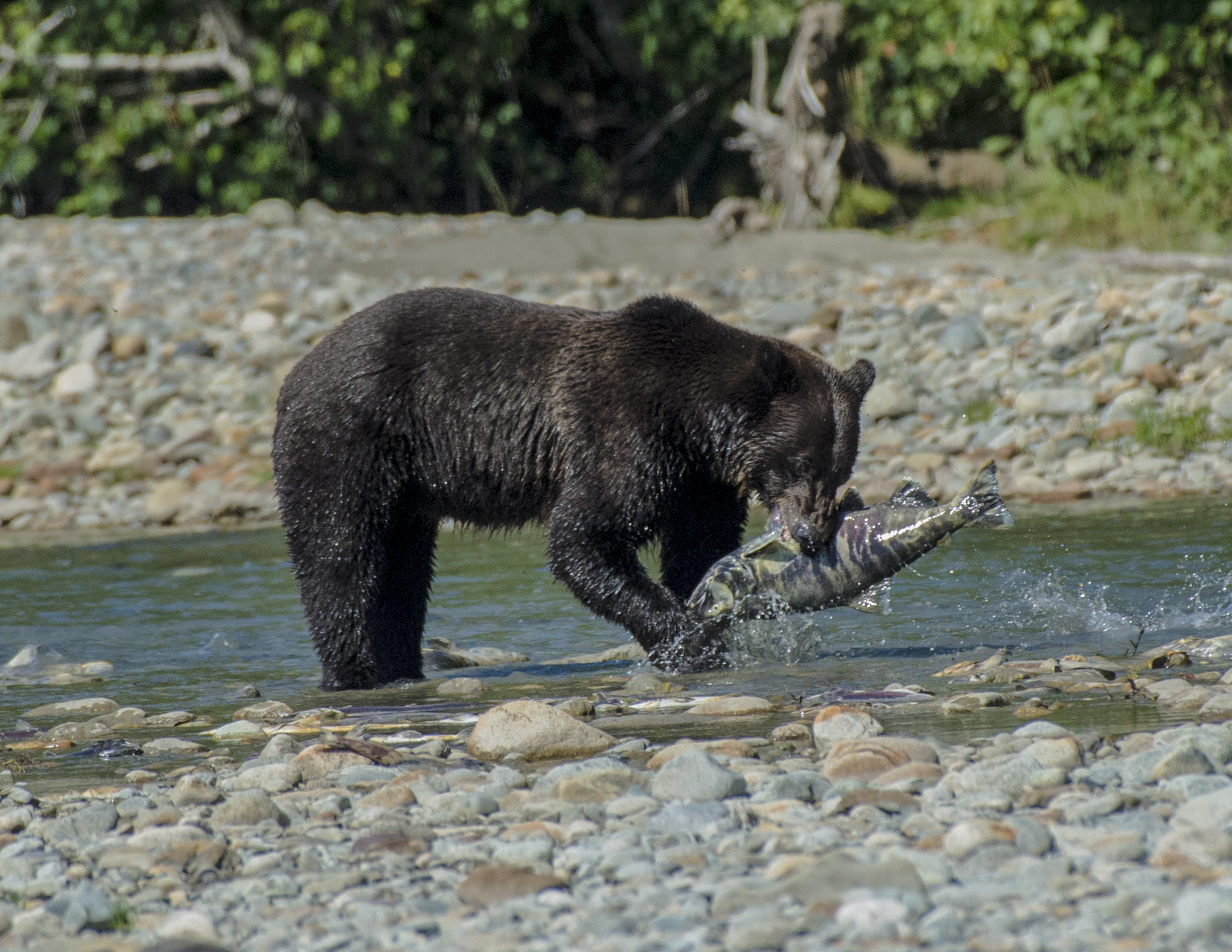 Black bear in creek with fish in mouth trees and rock sin foreground