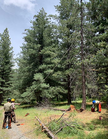 A crew of young men and women wearing hard hats work in a forest cutting, clearing, and removing trees and underbrush.