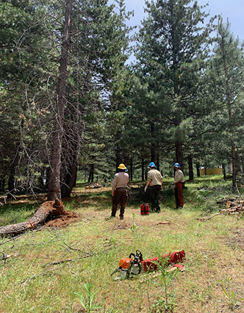 A crew of young men and women wearing hard hats work in a forest cutting, clearing, and removing trees and underbrush.