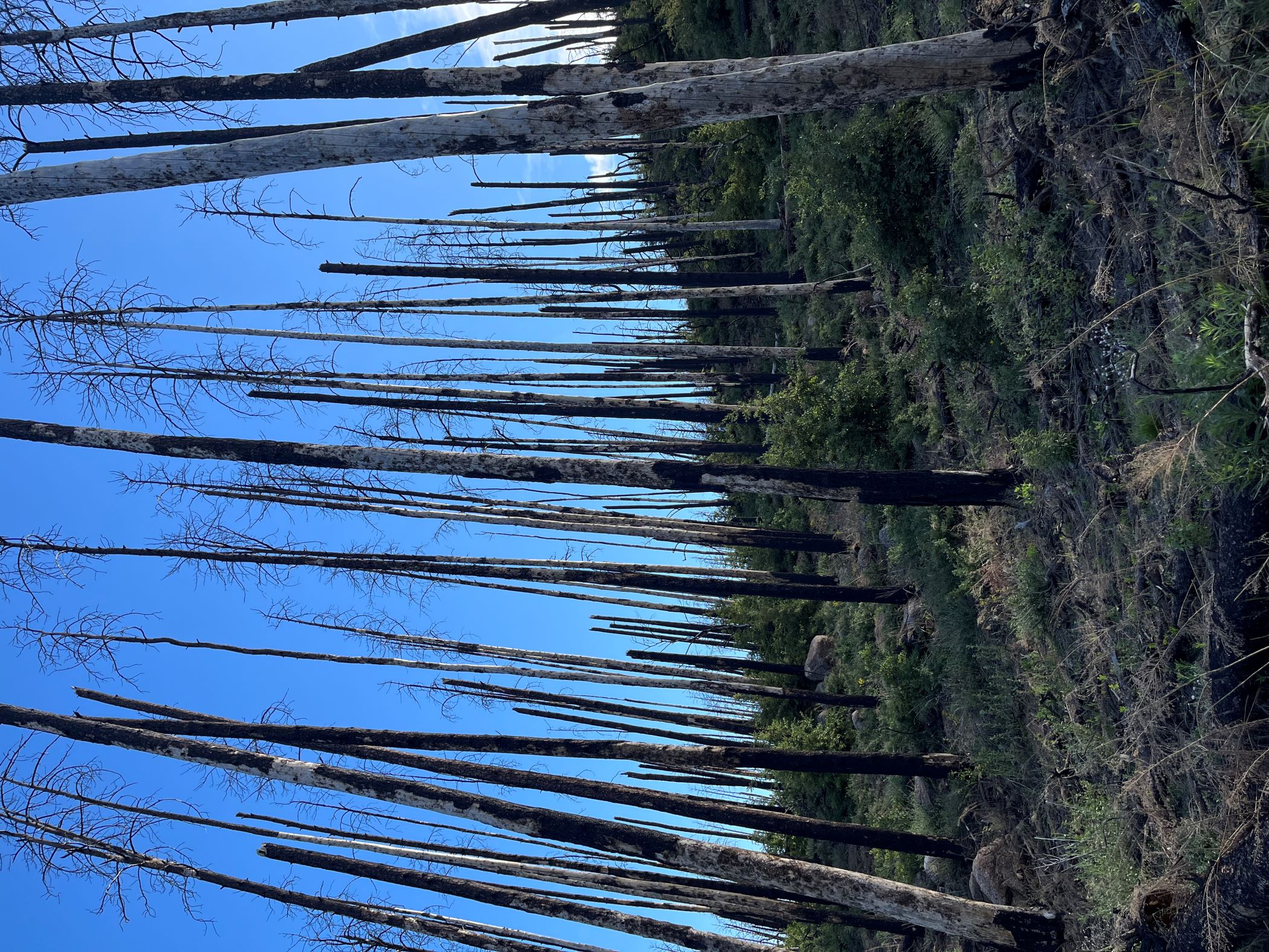 Burned ponderosa pines