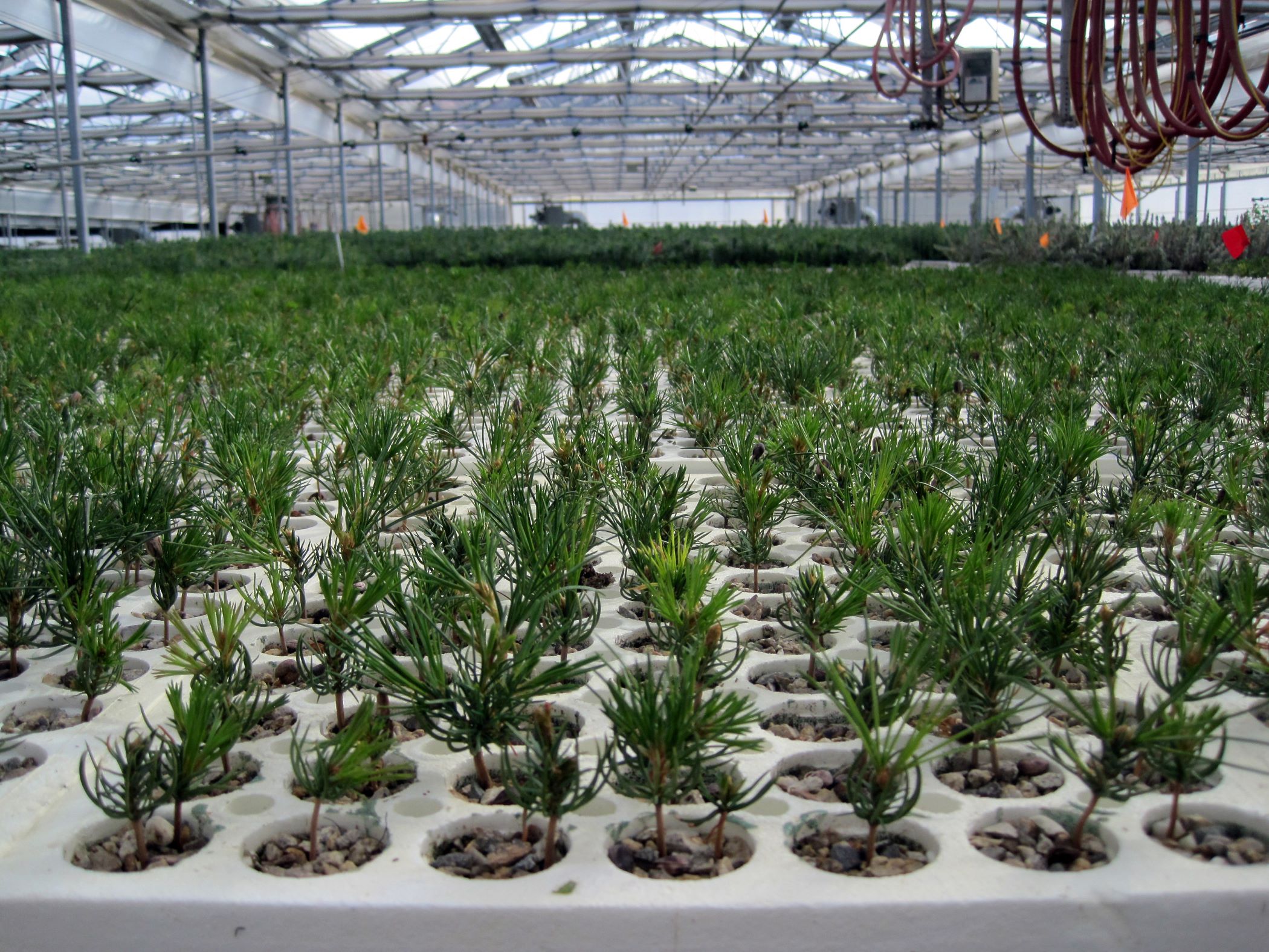 Rows and rows of seedlings in a nursery