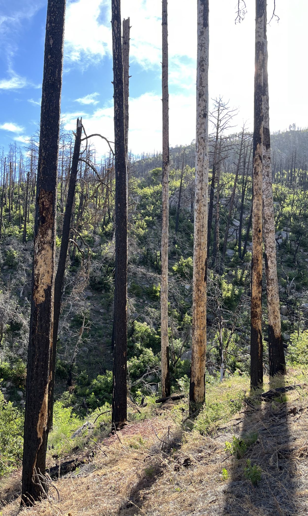 Burned ponderosa pines with new vegetation growing on the ground