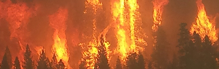 Wildfire crowning with tall flames in a forest of conifers.