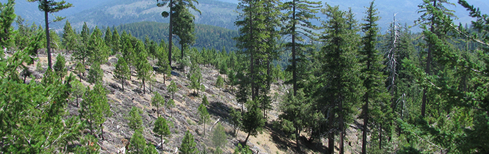 A conifer stand of seedlings with a sparse population of mature conifers.