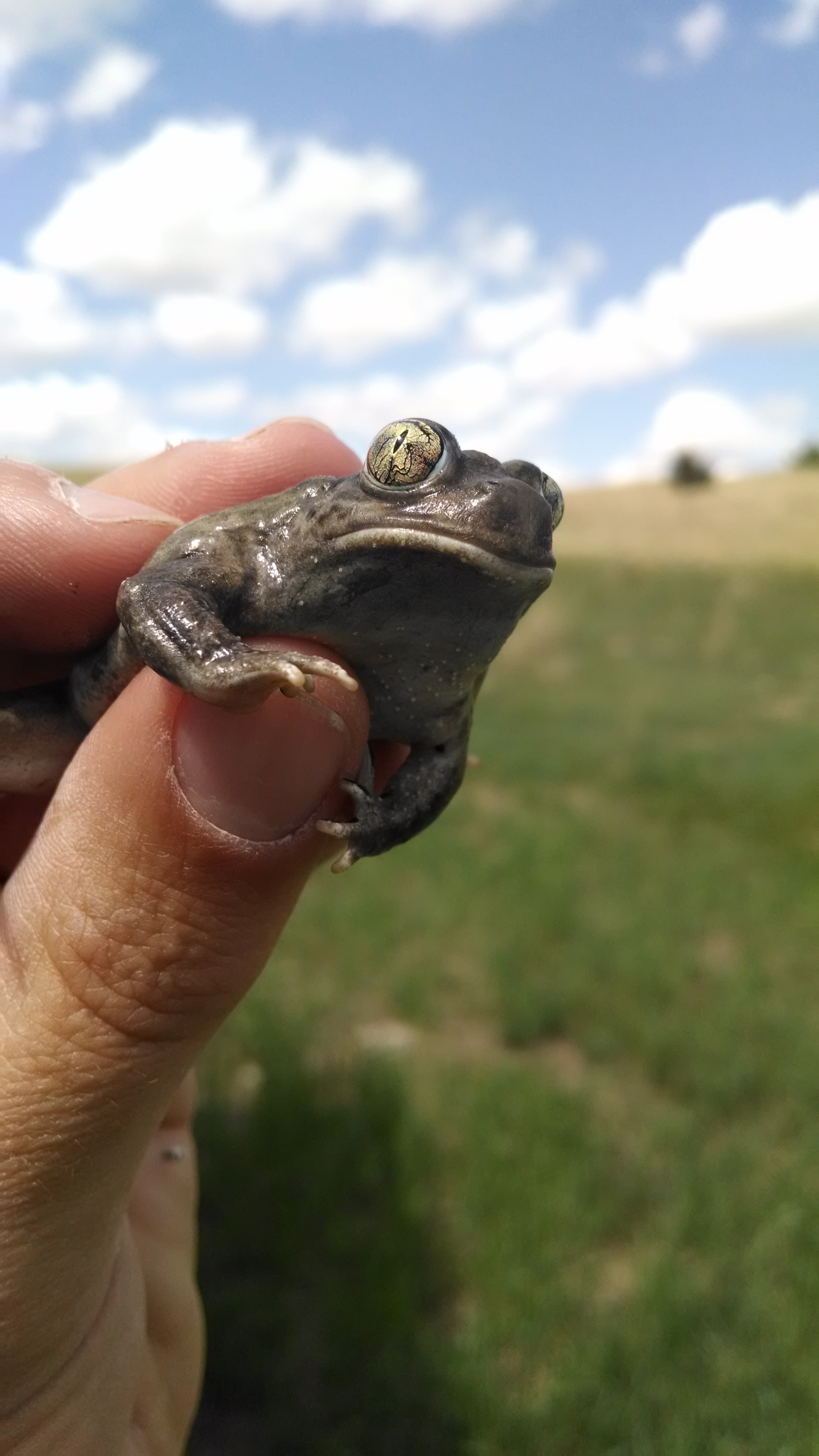 A spadefoot toad.