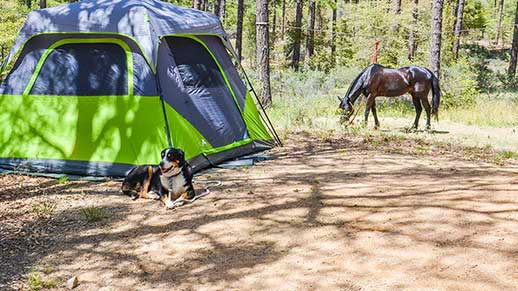 Horse and dog relaxing outside a tent in Groom Creek Horse Camp
