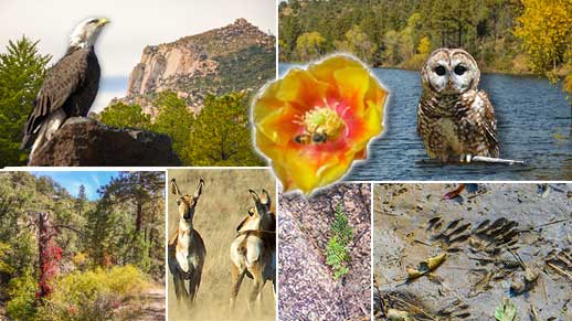 Collage of plants, animals, and geologic features on the forest