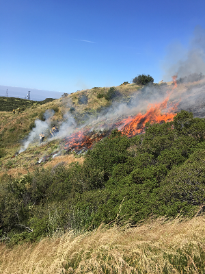 image of fire burning in tanbark burn area