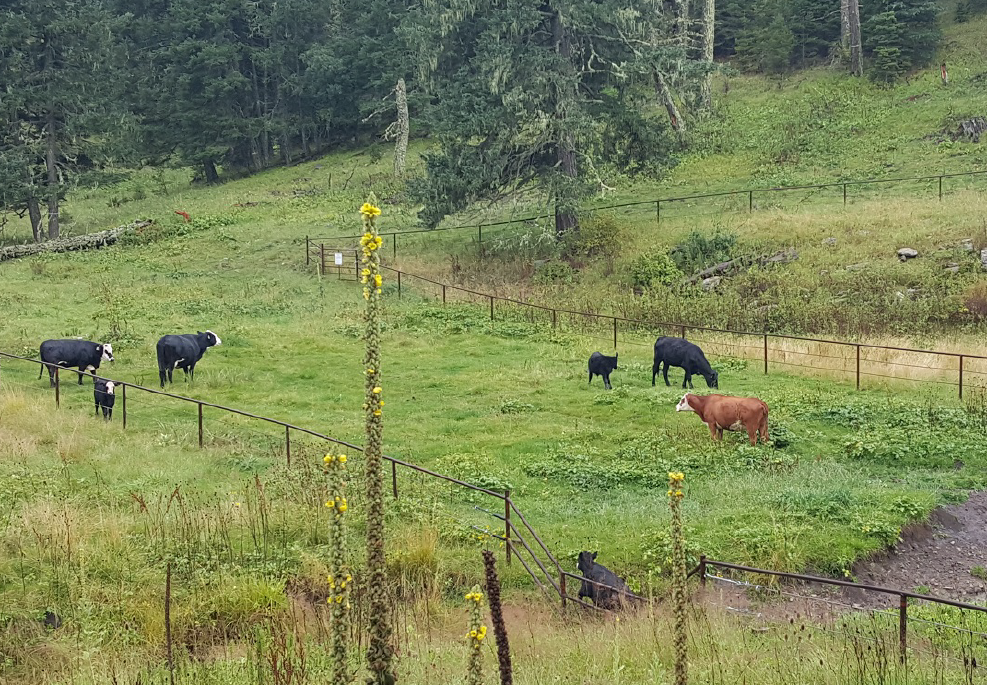Cows at Water Lane at Aqua Chiquita Lincoln NF (August 2015)