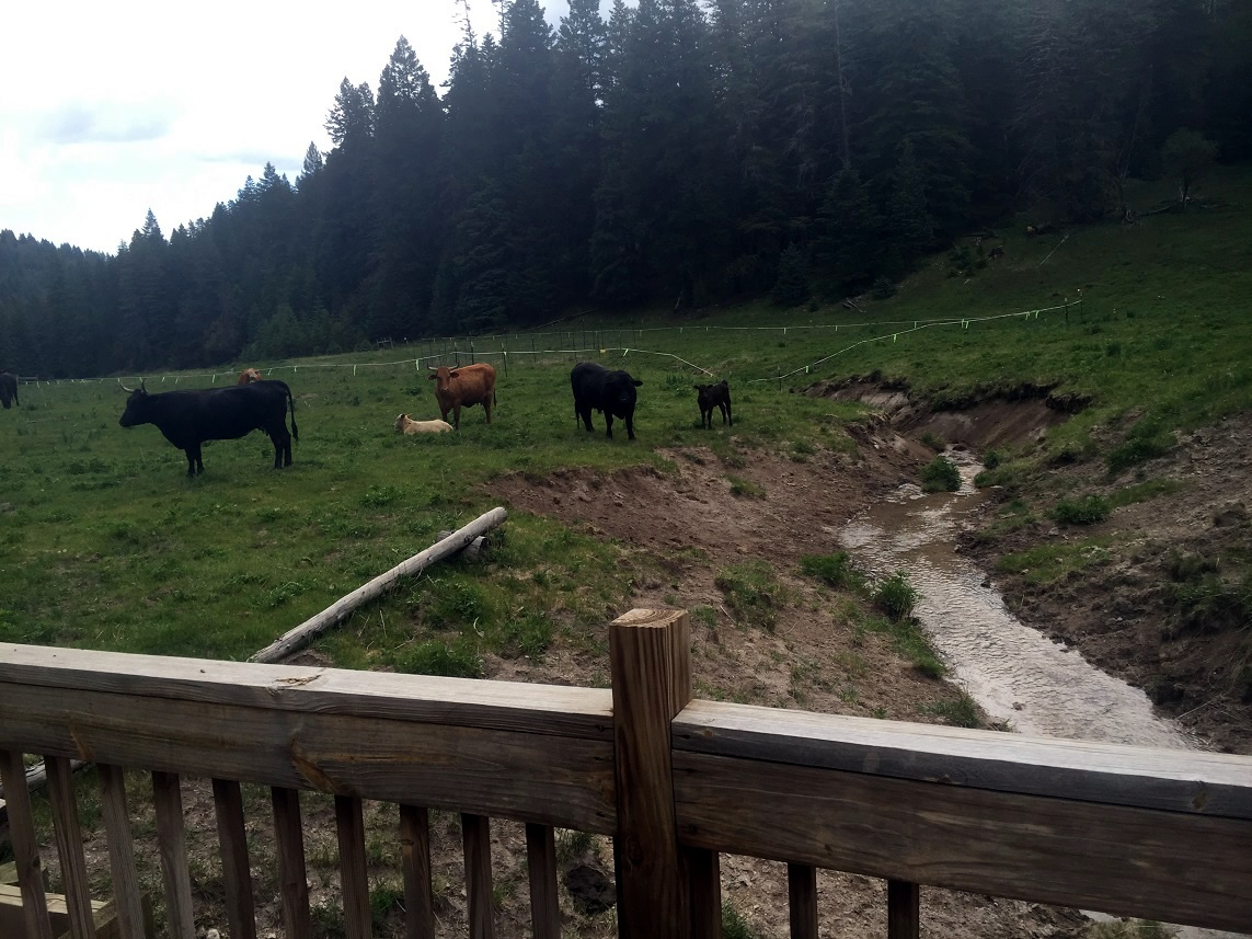Cows utilizing a Will's Canyon water lane on the Lincoln NF (June 2016)