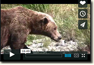 HEY BEARS!!! How YOU Can Stay Safe in Bear Country video.