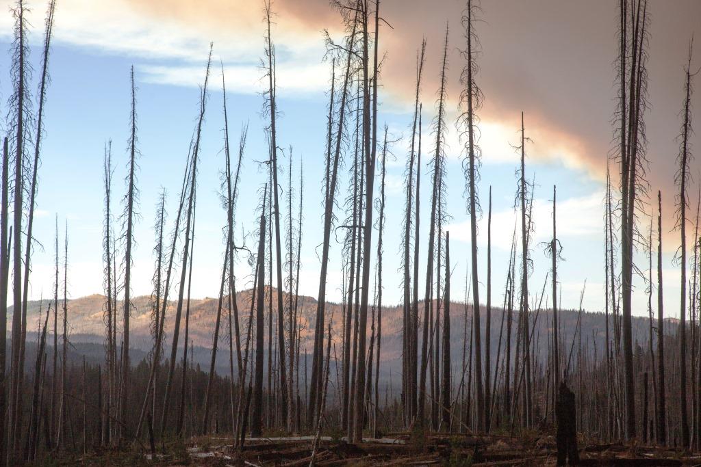 Photo of burned trees from the Pioneer Fire