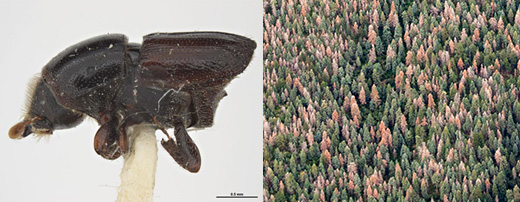 Collage of two photographs showing the fir engraver beetle and white fir mortality on the Sandia RD