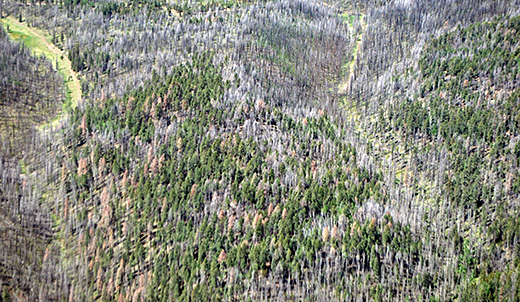 Aerial image of tree mortality in the White Mountains following the Wallow Fire