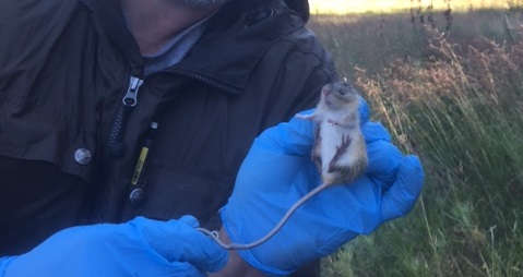 A New Mexico meadow jumping mouse captured within a livestock exclosure on the Lincoln NF (09/16)