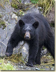 Black Bear in Prince William Sound.