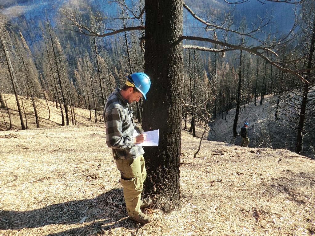 Photo of employee taking notes in burned area with ground covered in mulch