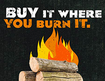 Don't move firewood logo