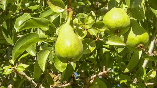 Ripe pears on tree
