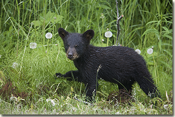 Black bear (Ursus americanus) walking in the dandelions.