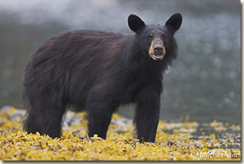 Black bear (Ursus americanus).