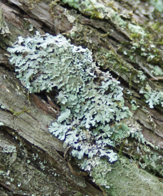 Sustainably Harvested Green Shield Lichen Moss Dried Moss on Bark