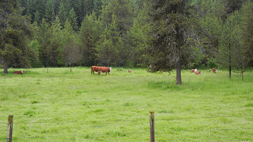 Cattle in ERA Meadow