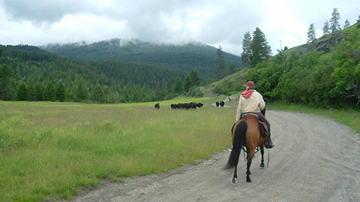 Driving cattle to the Forest
