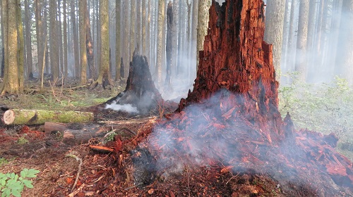 A burning stump