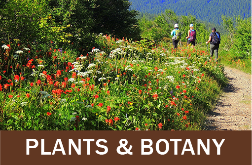 Click for botany and plants resources