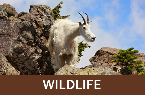 Click for wildlife and animal resources