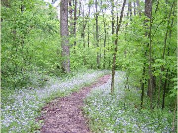 Trail with Wildflowers - credit: Becky Stewart