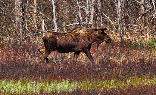 A moose at Moose Flats scurrying across the colorful meadow.