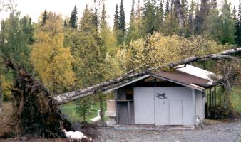Fallen tree on shed roof.